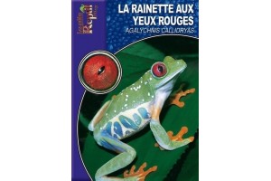 La rainette aux yeux rouges - Agalychnis callidryas Guide Reptilmag